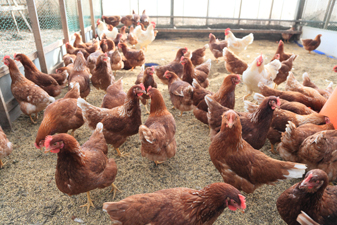 平飼い鶏園