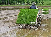 田植え